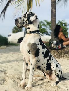 a dalmatian dog sitting in the sand near a palm tree
