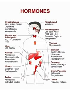 the anatomy of the human body and its major organs, including the livers, lungs,