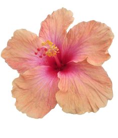 an orange and pink flower on a white background