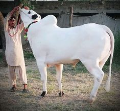 a man standing next to a large white cow on top of a grass covered field