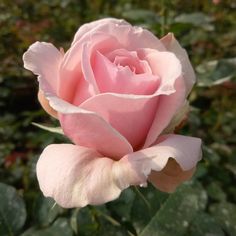 a pink rose is blooming in the garden