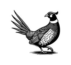 a black and white drawing of a pheasant