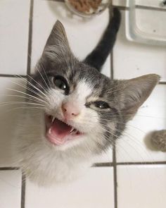 a grey and white cat yawning on the floor