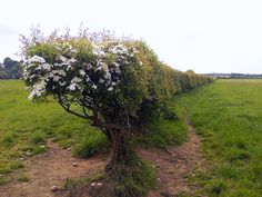 a tree with white flowers growing on it in the middle of a field next to a fence