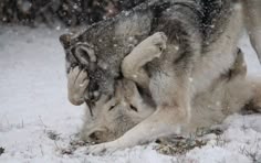 two wolfs playing in the snow with each other