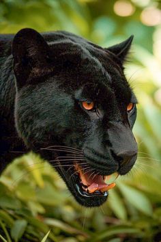 a close up of a black panther with orange eyes