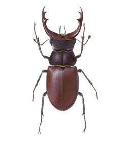 a brown beetle with long horns on it's back