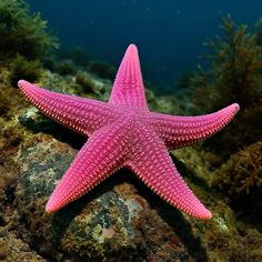 a pink starfish sitting on top of a rock