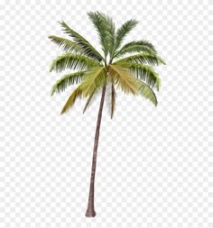 a palm tree on a white background with no background, hd png files for free