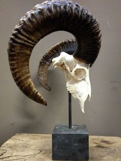 an animal skull with large horns on top of a wooden table