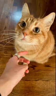 an orange tabby cat being petted by someone's hand on the floor