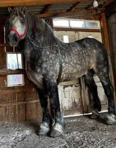 a horse is standing in an old barn