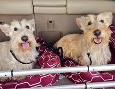 two dogs sitting in the back seat of a car