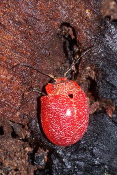 a red bug crawling on the side of a tree trunk with black spots around it