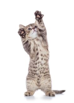 a small cat standing on its hind legs