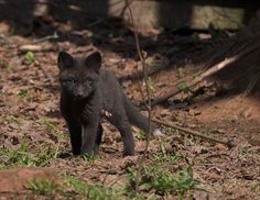 a small black kitten standing on top of leaf covered ground