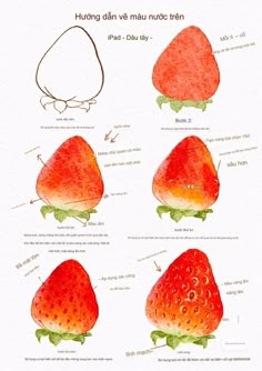 an illustrated diagram of how to draw strawberries in watercolor and ink with step by step instructions