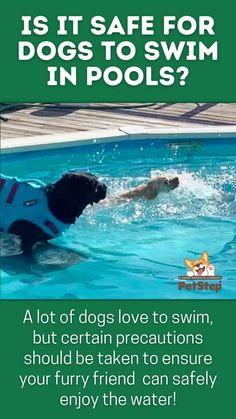 Is it safe for dogs to swim in pools? A lot of dogs love to swim, but certain precautions should be taken to ensure your furry friend can safely enjoy the water!