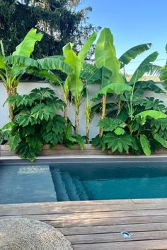 a small pool surrounded by lush green plants