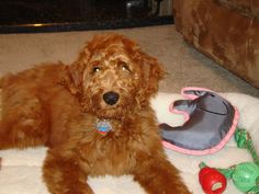 a small brown dog laying on top of a white blanket next to a stuffed animal