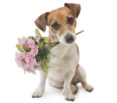 a small dog holding a bouquet of flowers in it's mouth and looking at the camera
