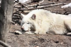 a large white dog laying on top of a dirt ground next to a wooden pole