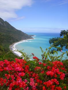 red flowers are blooming on the side of a mountain overlooking the water and beach