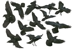 a bunch of black birds flying in the air with their wings spread out and one bird has it's beak open