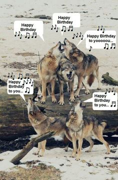 three wolfs are standing on a log with happy birthday notes in their mouths and the caption says happy birthday to you