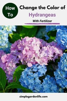 blue and purple flowers with the words how to change the color of hydrangeas