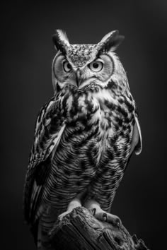 High Definition Owl Photography, Great Horned Owl Black And White, Owl Full Body, Owl Portrait, Owl Pictures Photography, Black And White Animal Photography Wildlife, Black And Grey Owl, Black And White Owl Tattoo, Black And White Great Horned Owl
