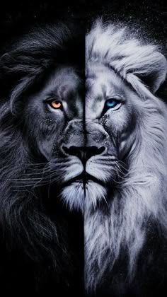 two lions facing each other with blue eyes and one lion's head in the middle