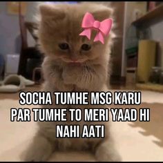 a kitten with a pink bow on its head