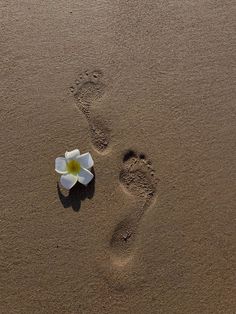 a lone white flower sitting on top of a sandy beach next to a footprints in the sand