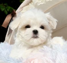a small white dog sitting in a chair