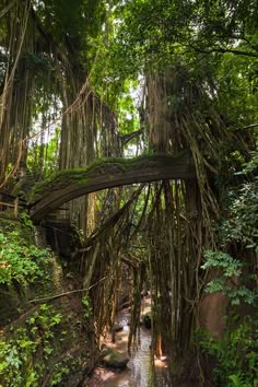 a stream running through a lush green forest filled with lots of plants and trees covered in vines