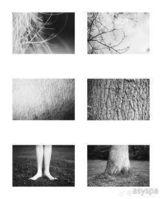black and white photograph of four different trees with one person's feet on the ground