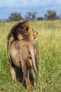 a lion is standing in the grass with its back turned