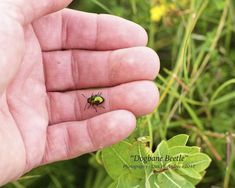 a small green bug sitting on top of a leaf in someone's left hand