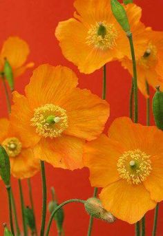 bright orange flowers with green stems against a red background