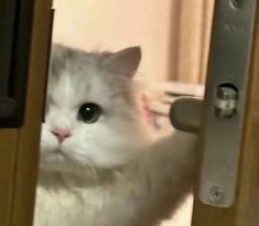 a white cat is looking at the camera through an open door with it's reflection