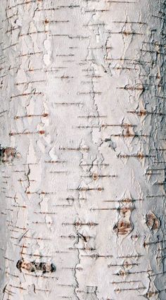the bark of a tree is white and chipped