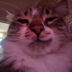 a close up of a cat looking at the camera