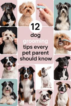 twelve dogs grooming their teeth with the title 12 dog grooming tips every pet parent should know