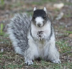 a black and white squirrel standing on its hind legs