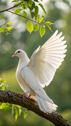 a white bird sitting on top of a tree branch with its wings spread wide open