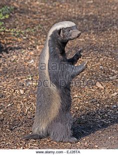 an anteater standing on its hind legs in the dirt and looking at something