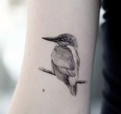 a black and white bird sitting on top of a tree branch with its head turned to the side