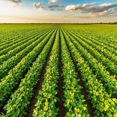rows of green plants in the middle of a large field with blue sky and clouds