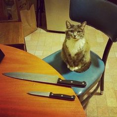 a cat sitting on top of a blue chair next to a table with two knives